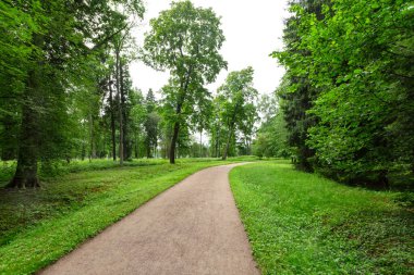 Çim ve yaz günü yürüyüş ve dinlenme ve temiz hava solumak için uzun boylu yeşil ağaçların sakin yemyeşil park üzerinden dolambaçlı yol.