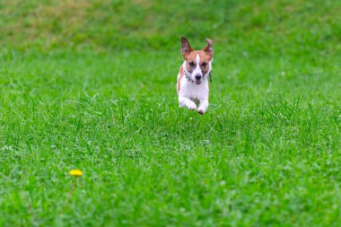 Oyun, koşma ve atlama parkta yeşil çimenlerin üzerinde mutlu komik Jack Russell Terrier köpek