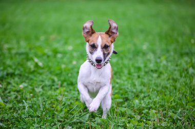 Oyun, koşma ve atlama parkta yeşil çimenlerin üzerinde mutlu komik Jack Russell Terrier köpek