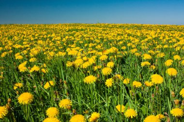 Çayır ile güneşli bir karahindiba. Dandelions bahar. Çiçekli karahindiba yakın çekim.