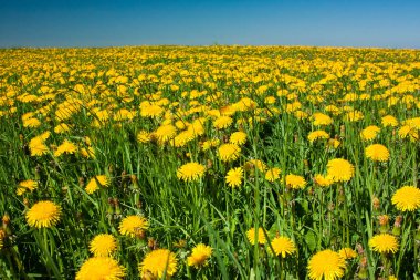 Çayır ile güneşli bir karahindiba. Dandelions bahar. Çiçekli karahindiba yakın çekim.