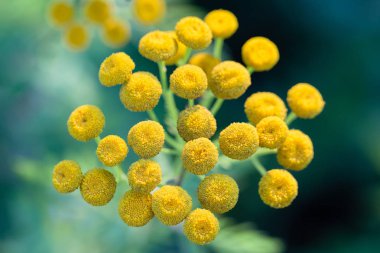 Sarı çiçek küçük kapatın ve arka plan olarak bulanık yeşil çimen mi.