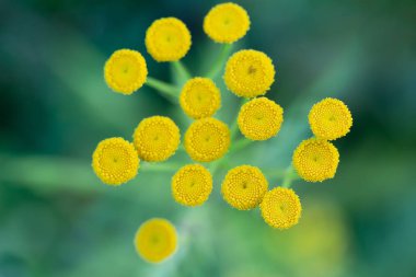 Sarı çiçek küçük kapatın ve arka plan olarak bulanık yeşil çimen mi.