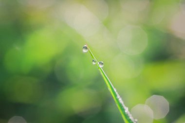 Taze yeşil çimen çiy damlaları sabah ile kapatın. Doğa arka plan.
