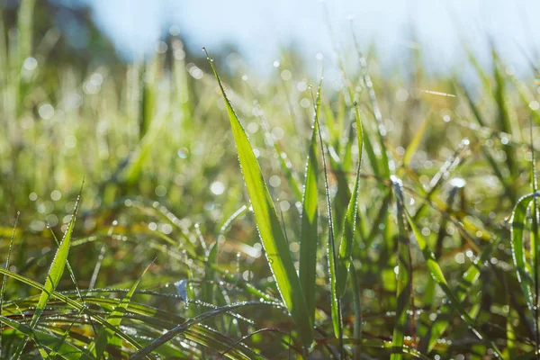 Erba fresca verde con gocce di rugiada al mattino da vicino. Sfondo della natura . — Foto Stock