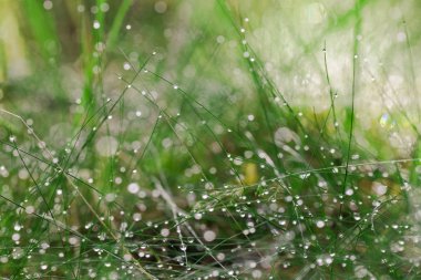 Soyut fotoğraf küçük footstalks ve bulanık orman ve çim arka planda doğa sabahın erken saatlerinde çiğ damlaları ile bitkilerin uzun ve ince kaynaklanıyor. Yakın çekim.