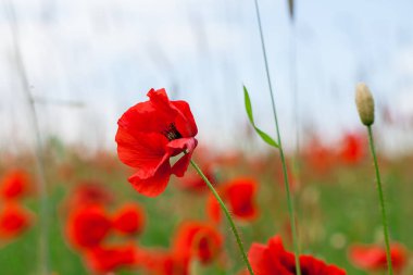 Çiçekler kırmızı gelincikler yeşil vahşi arazide açar mayıs ayında seçici odak ve bulanık odak efektleri ile.