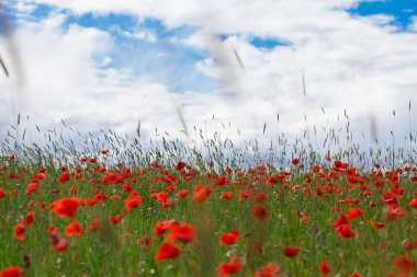 Çiçekler kırmızı haşhaş çiçeği mavi gökyüzü ve bulutlar ile Mayıs vahşi yeşil sahada