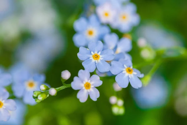 Makro aus winzigen blauen Blumen vergiss-mich-nicht und buntem Grashintergrund in der Natur. Nahaufnahme. — Stockfoto