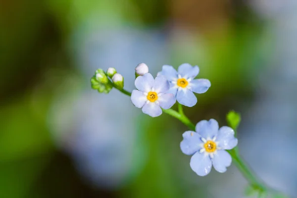 Makro på små blå blommor förgätmigej och färgstarka gräs bakgrund i naturen. Närbild. — Stockfoto