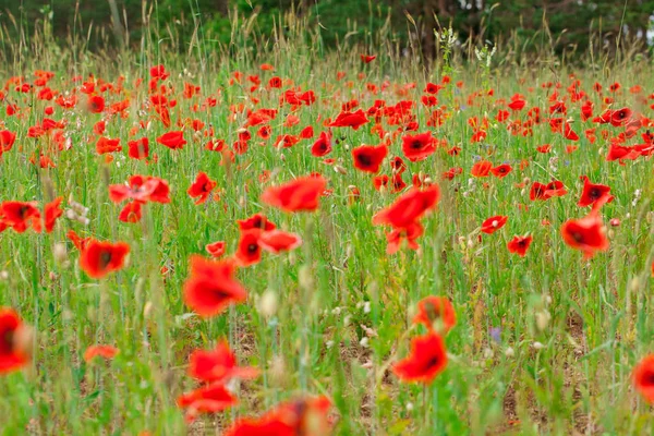 Flowers red poppies blossom on green wild field on the May with selective focus and soft focus blur effects. — Stock Photo, Image
