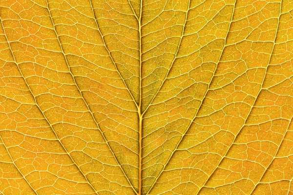 Fresh yellow leaf texture macro close-up by fall. — Stock Photo, Image