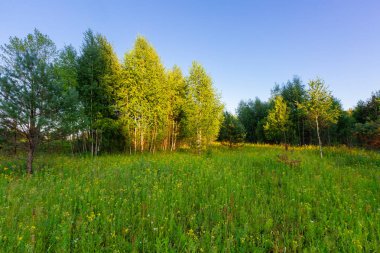 Yaz akşam sırasında orman çayırda kır çiçeği