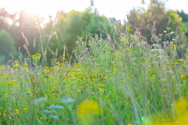 Yaz akşam sırasında orman çayırda kır çiçeği.