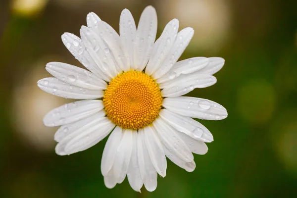 Camomila ou flor de camomila com gotas de água nas pétalas brancas após a chuva. Fecha. Macro . — Fotografia de Stock