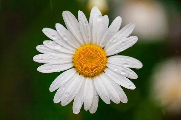 Camomila ou flor de camomila com gotas de água nas pétalas brancas após a chuva. Fecha. Macro . — Fotografia de Stock