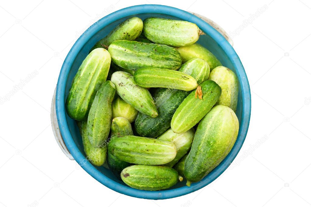 The harvest of fresh and young cucumbers with parts of ground in blue bucket. Just only picked from the garden, greenhouse or field and prepared for eating. Top view. Isolated.
