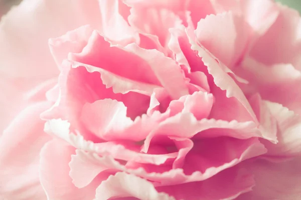 Beautiful pink carnation macro close-up. Beautiful soft blurred rose-coloredbackground. Gentle and romantic pink color image with a soft focus.