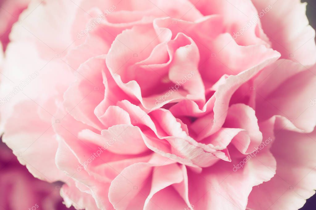 Beautiful pink carnation macro close-up. Beautiful soft blurred rose-coloredbackground. Gentle and romantic pink color image with a soft focus.