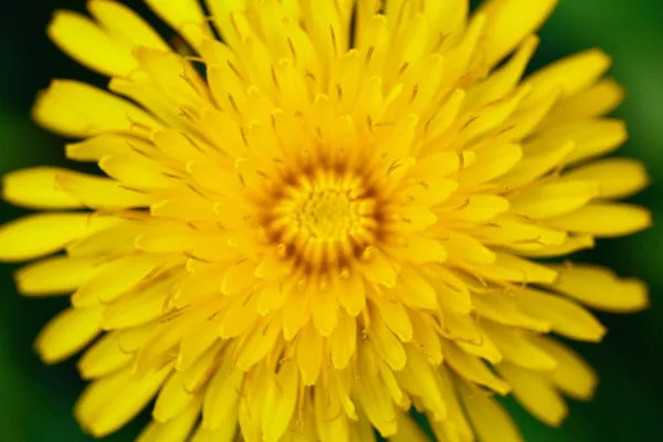 Close up florescendo dente-de-leão cabeça amarela ou taraxacum officinale e grama verde borrada é como fundo, foto macro de flor amarela . — Fotografia de Stock
