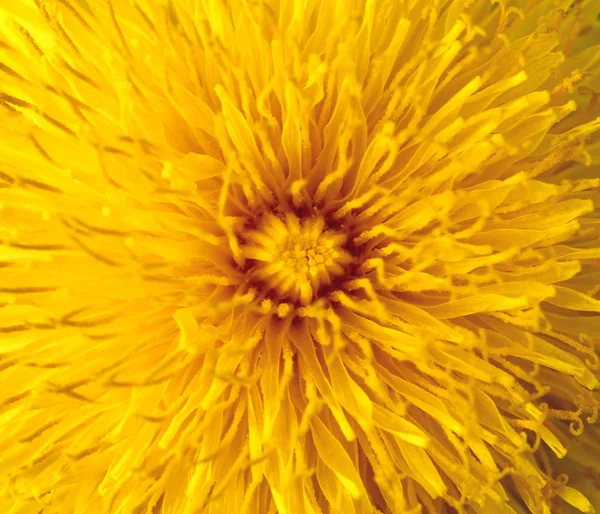 Close up florescendo dente-de-leão cabeça amarela ou taraxacum officinale e grama verde borrada é como fundo, foto macro de flor amarela . — Fotografia de Stock