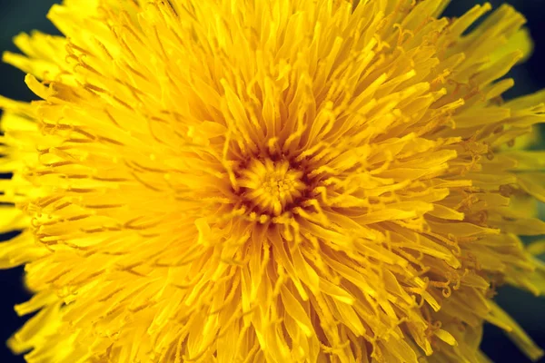 Blommande maskros gult huvud eller Taraxacum officinale och suddig grönt gräs är som bakgrund, makro foto av gul blomma. — Stockfoto