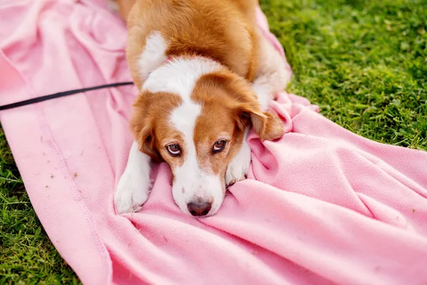 Белый Коричневый Пес Лежит Розовом Одеяле — стоковое фото