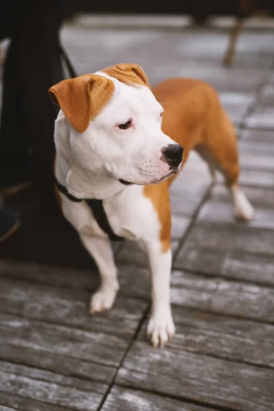 Porträt Eines Braunen Und Weißen Hundes Auf Holzboden — Stockfoto