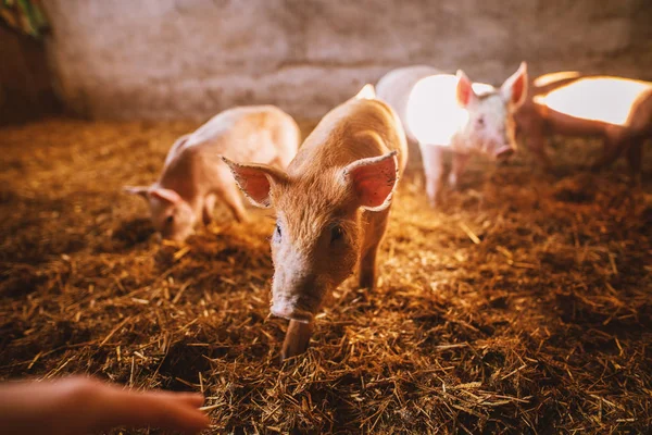 Close Van Schattige Kleine Biggen Varkensstal — Stockfoto