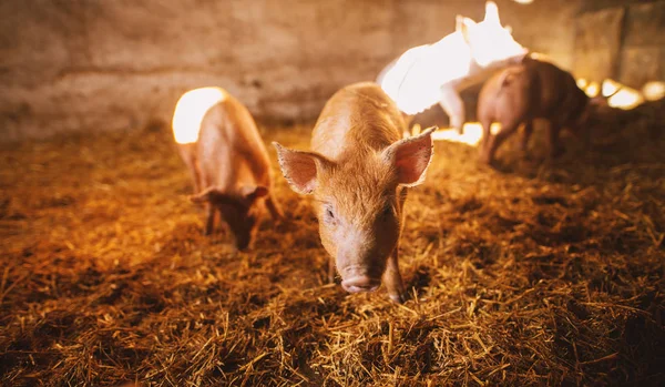 돼지에서 귀여운 Piglets의 — 스톡 사진