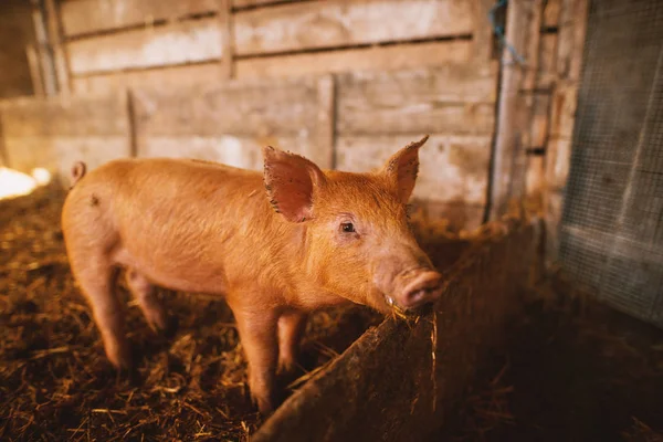 Gros Plan Mignon Petit Porcelet Porcherie — Photo