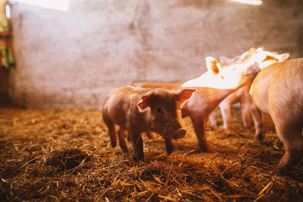 돼지에서 귀여운 Piglets의 — 스톡 사진