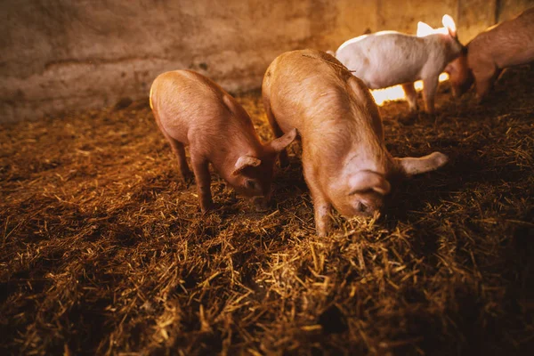 Крупним Планом Милих Дрібних Поросят Їдять Свинки — стокове фото