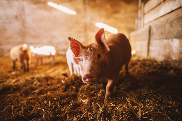 Primer Plano Pequeño Lechón Lindo Pocilga — Foto de Stock