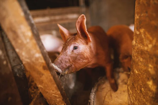 Closeup Cute Small Piglet Pigsty — Stock Photo, Image