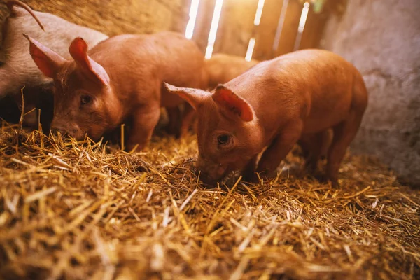 Gros Plan Petits Porcelets Mignons Mangeant Porcherie — Photo