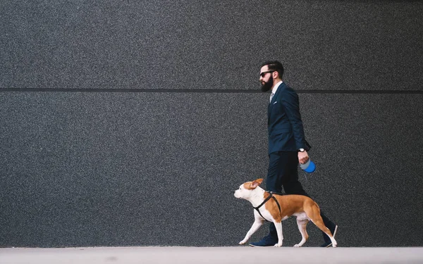 Biznesmen Chodzenia Psa Ulicy Najlepsi Przyjaciele Spaceru Przystojny Biznesmen Hipster — Zdjęcie stockowe