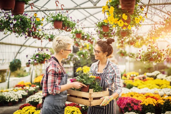 Two Beautiful Young Female Professional Gardeners Working Modern Greenhouse — Stock Photo, Image