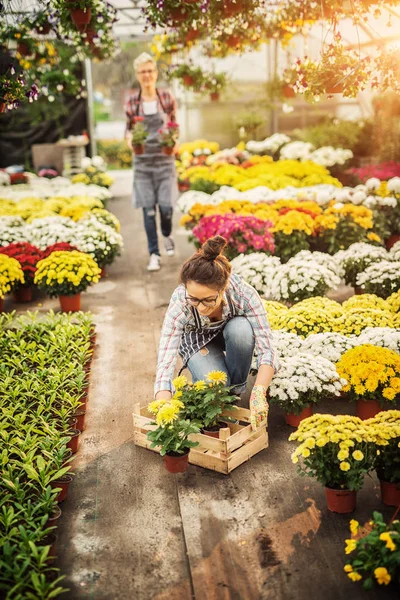Dos Hermosas Jóvenes Jardineras Profesionales Trabajando Invernadero Moderno — Foto de Stock
