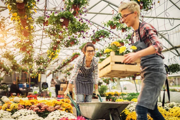 Vrolijke Bloemisten Reorganisatie Bloemen Potten Hun Kas — Stockfoto