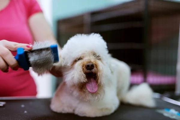 Mignon Chien Blanc Salon Profitant Pendant Que Coiffeur Brosse Fourrure — Photo