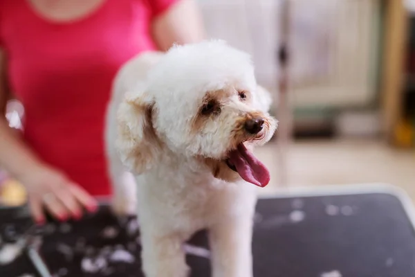 Weißer Kleiner Süßer Hund Wird Von Friseurin Getrimmt — Stockfoto