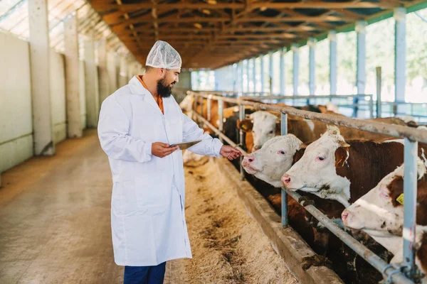 Veterinário Que Verifica Vacas Exploração Vacas — Fotografia de Stock