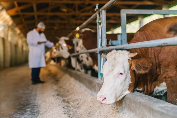 Veterinarian Checking Cows Cow Farm — Stock Photo, Image