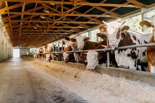 White Brown Cows Cow Factory — Stock Photo, Image