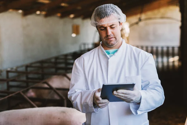 Imagem Jovem Veterinário Masculino Roupas Brancas Estéreis Leitão Olhando Para — Fotografia de Stock