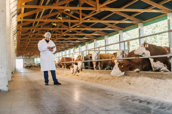 獣医が牛の農場で牛をチェック — ストック写真