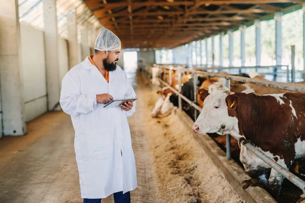 Veterinario Control Vacas Granja Vacas — Foto de Stock