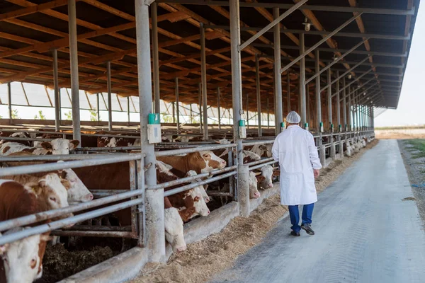 Veterinário Que Verifica Vacas Exploração Vacas — Fotografia de Stock