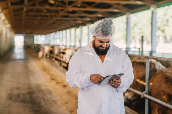 Veterinário Que Verifica Vacas Exploração Vacas — Fotografia de Stock